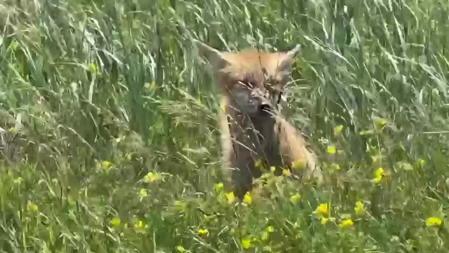 The Inquisitive Fox pays Pam a visit